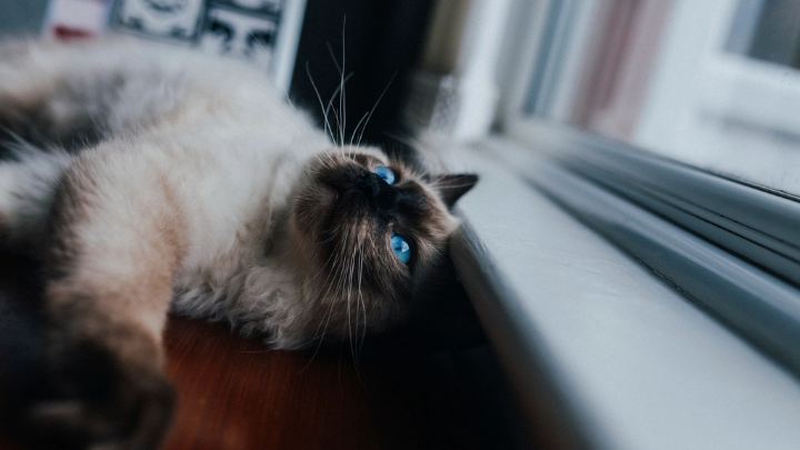 Сиамская кошка у окна