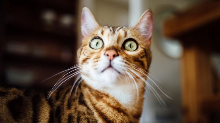 Бенгальская кошка